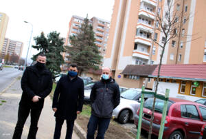Kőrisek és lepényfák a Berzsenyi úton Kőrisek és lepényfák a Berzsenyi úton