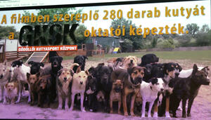 Kutys beszlgetssorozatot indtott a Bogncs llatvd Egyeslet