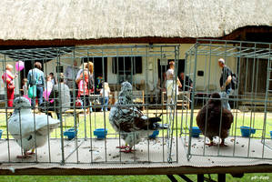 Skanzen: Nálatok laknak-e állatok? Skanzen: Nálatok laknak-e állatok?