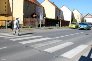 Okoszebra a Vizslaparknál Okoszebra a Vizslaparknál