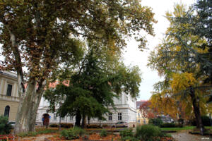 Nyilvántartás készült a zalaegerszegi faállományról Nyilvántartás készült a zalaegerszegi faállományról